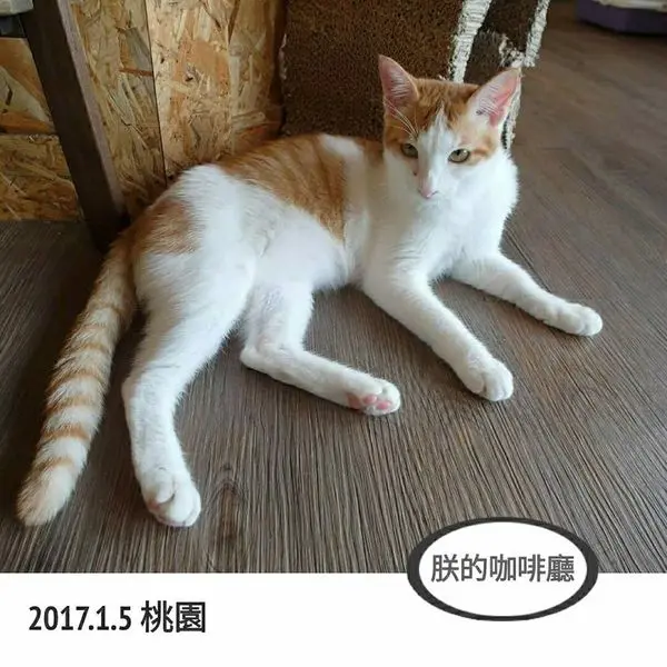 桃園｜早午餐/下午茶/輕食/鬆餅｜朕的咖啡廳