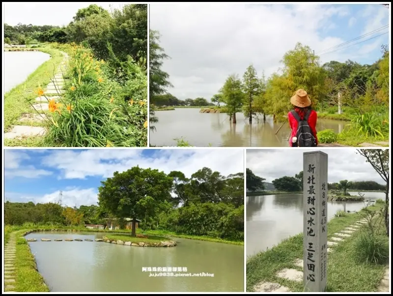 新北。三芝田心子水中央｜金針花+水中落羽松=免門票的夢幻秘境｜美人樹大道好繽紛
