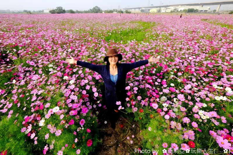 【彰化。和美鎮】打卡新亮點！這由繽紛『波斯菊+向日葵』編織而成的彩色花毯，猶如一幅色彩鮮豔的美麗畫作，美的讓人驚豔。(賞花日期：106/1/7)