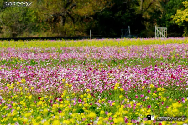 【彰化。和美】和美交流道下。波斯菊花海＆油菜花田一起登場。綻放浪漫樂章