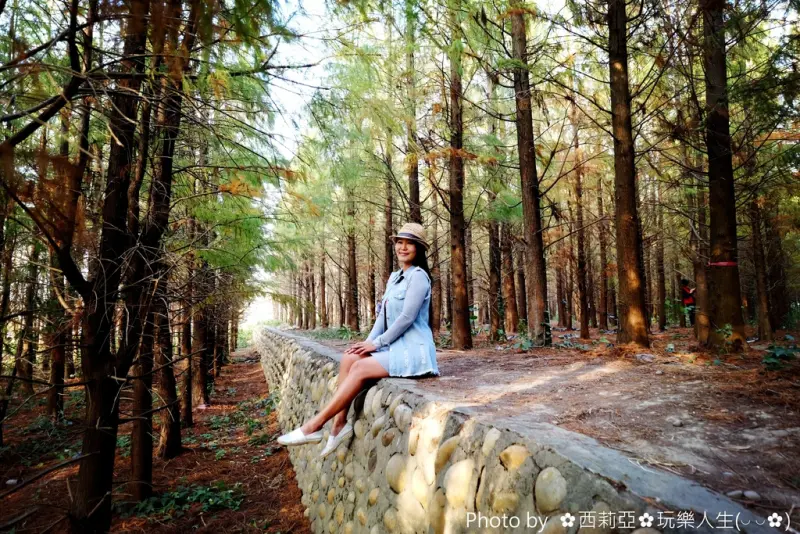 【台中。大肚區】浪漫地踩在落羽松編織的地毯上『社腳里社區落羽松』，感受深藏回憶中那濃濃秋意的蕭瑟氛圍。 (105/12/25)