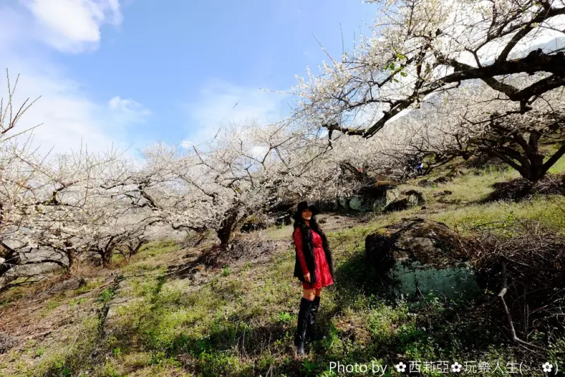 【南投。信義鄉】激推，賞梅秘境NO.1『外坪頂(桐林社區坪仔頂)』老梅樹枝幹蒼勁有活力猶如走進一場夢幻饗宴，真的讓人驚呼美呆了(賞花日期：106/1/14)
