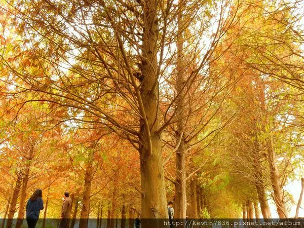 <霧峰落羽松>季節限定的場景彷彿好有異國風情,我也要來拍場有落羽松的唯美浪漫冬季戀歌啦!