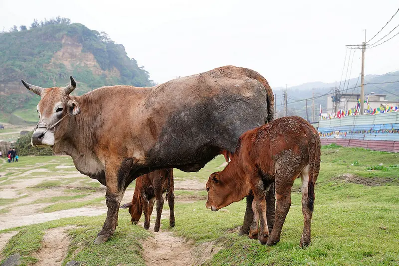 【林口景點】林口水牛坑‧林口大峽谷！