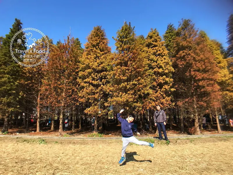 【遊】桃園八德落羽松秘境（季節限定） @ 魚兒 x 牽手明太子的「視」界旅行