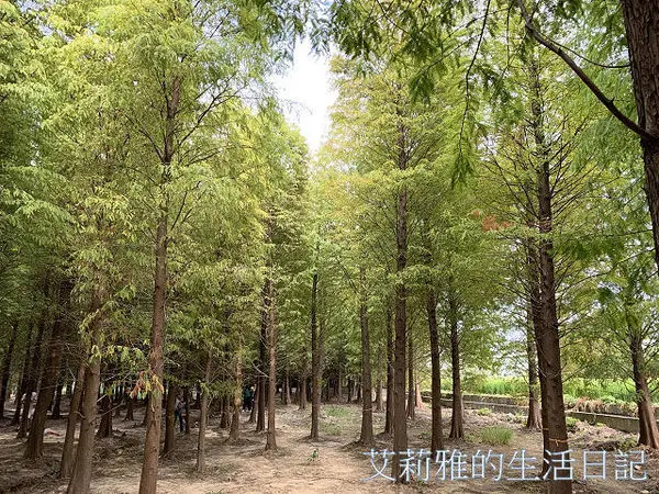 桃園八德落羽松森林。免費景點