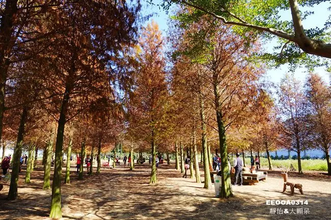 【南投落羽松景點】139縣道落羽松秘境 ♥ 怎麼拍都漂亮的落羽松森林 浪漫外拍景點 可順遊微熱山丘&天空之橋 @ 南投八卦路落羽松