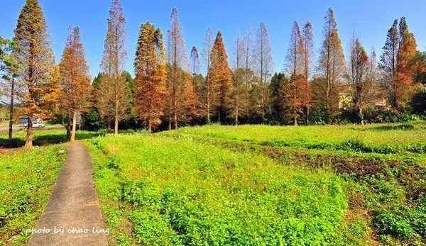 【橫山 / 賞楓】橫山四季好風光。頗富異國風情的冬景