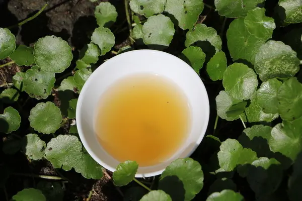 雲遊山水 掏金農遊趣 x 私房景點一次搜刮，水林養生滴雞湯-飲芝寶滴雞精