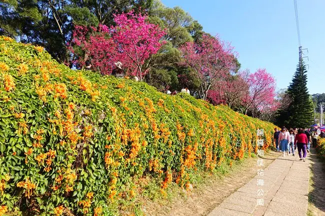 苗栗賞花景點 ▶ 銅鑼炮仗花海公園 ▶ 炮仗花、櫻花一起收入眼簾 金黃色花海瀑布迎新春 #苗栗一日遊 #銅鑼炮仗花步道