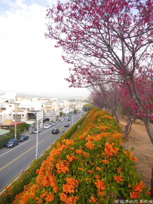 【苗栗-銅鑼鄉】2021銅鑼炮仗花步道&櫻花隧道賞櫻
