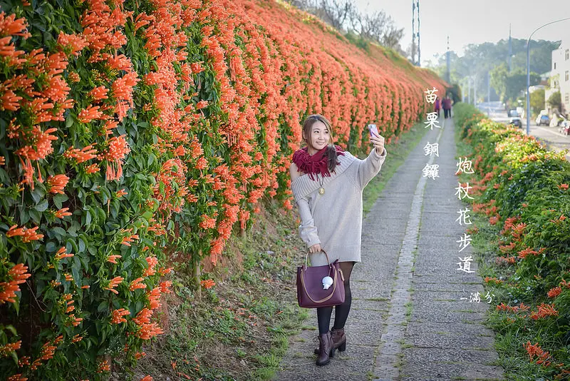 【苗栗。銅鑼景點】炮仗花步道 / 銅鑼工業區紅色花海 / 春季亮眼花卉限定  ~  迎春最美的黃金西北雨