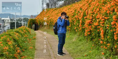 [苗栗銅鑼]炮仗花步道美麗綻放,進入美麗的黃金花海瀑布裡,朝氣蓬勃迎接新年(盛開現況)