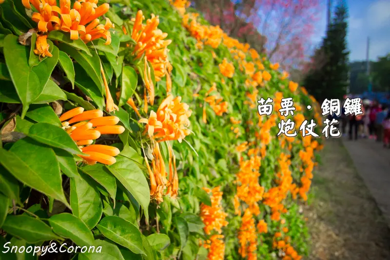 【玩樂．苗栗】苗栗銅鑼炮仗花～季節限定的黃金瀑布，也有美麗的櫻花步道