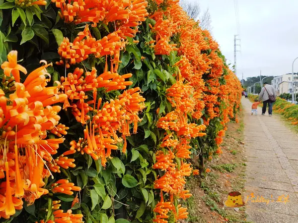 【苗栗旅遊】銅鑼-黃金瀑布花海隧道《環保公園炮仗花》炮仗紅步道/花牆