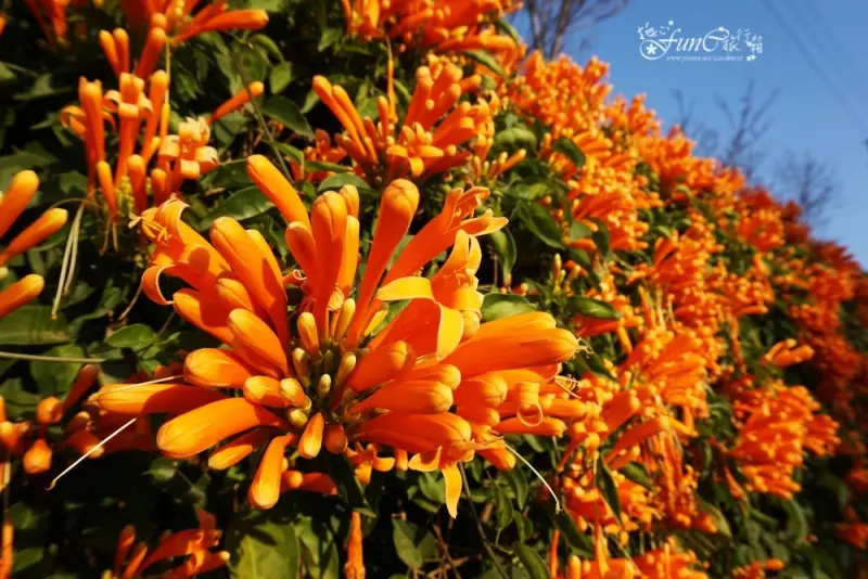 【苗栗，銅鑼】黃金西北雨來啦，環保公園出現超美的炮仗花步道~銅鑼火車站