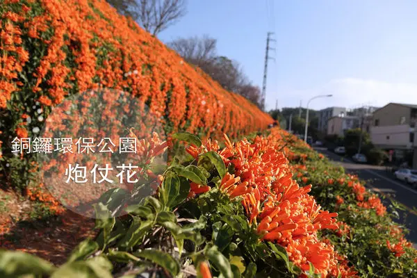 苗栗銅鑼｜炮仗花步道 春節喜氣花季盛開