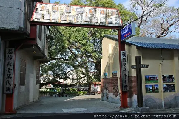 苗栗公館鶴岡社區鶼鰈老樹與銅鑼炮仗花海