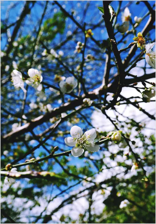 【高雄‧桃源】玉山國家公園梅山遊客中心‧2017暖冬賞梅，暖冬暖冬聞梅香