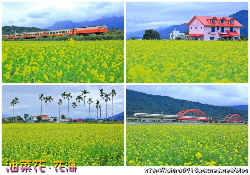 [遊記]【花蓮縣】花東縱谷季節限定美景。賞金黃油菜花花海、浪漫波斯菊花海│遍佈玉里客城橋‧富里鄉農會‧池上伯朗大道‧關山德高陸橋│富里鄉農會打造地景藝術及小型沙雕展！！