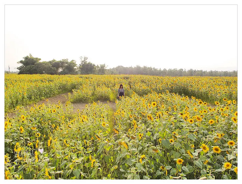 【高雄 Kaohsiung】迷路在向日葵花海中 全國最大葵花迷宮 杉林美濃春暖花開