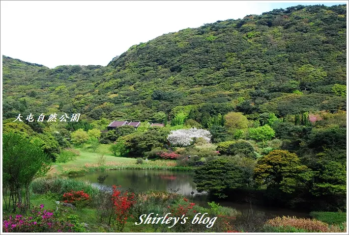 大屯自然公園與櫻邂逅