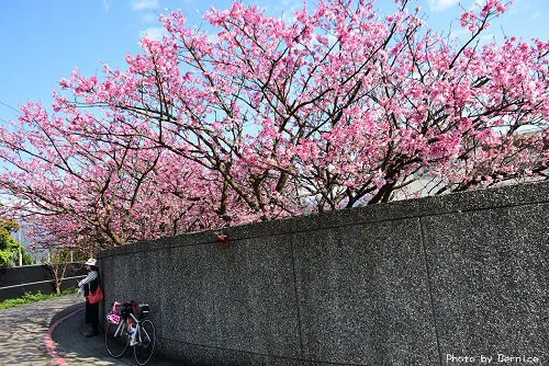 平菁街櫻花巷~衝出豪宅外的美