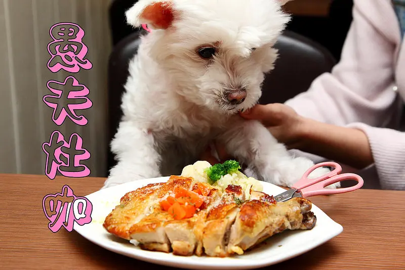 [新北三重] 三重寵物友善餐廳，大雞腿寵物餐毛孩們作夢都會笑！帶著毛小孩一起來這Party吧！愚夫灶咖