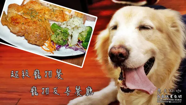 【美食-三重區】愚夫灶咖寵物友善餐廳//捷運美食//多國創意料理//寵物聚餐//黃金獵犬