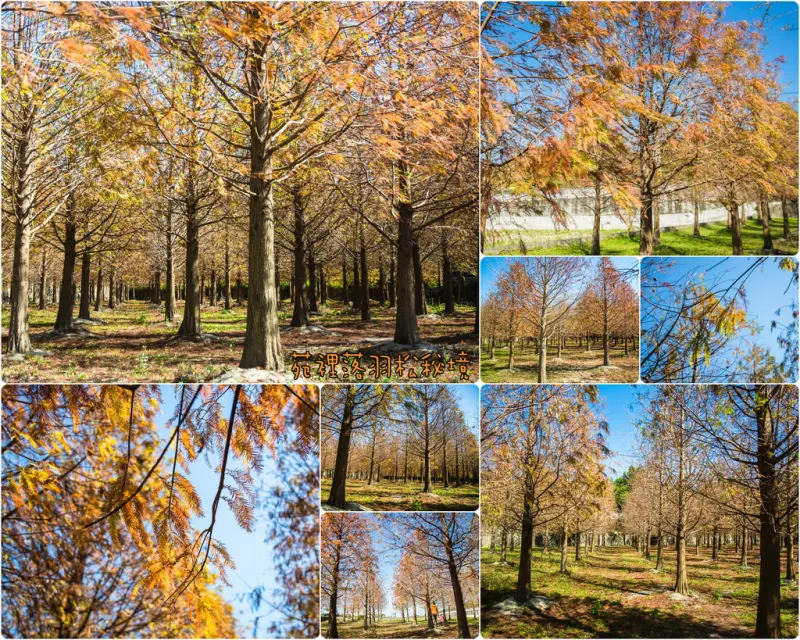 Miaoli｜苗栗‧苑裡｜無意間路過發現的美景，一個人享受這一大片落羽松秘境，怎麼拍都像明信片一般的景色