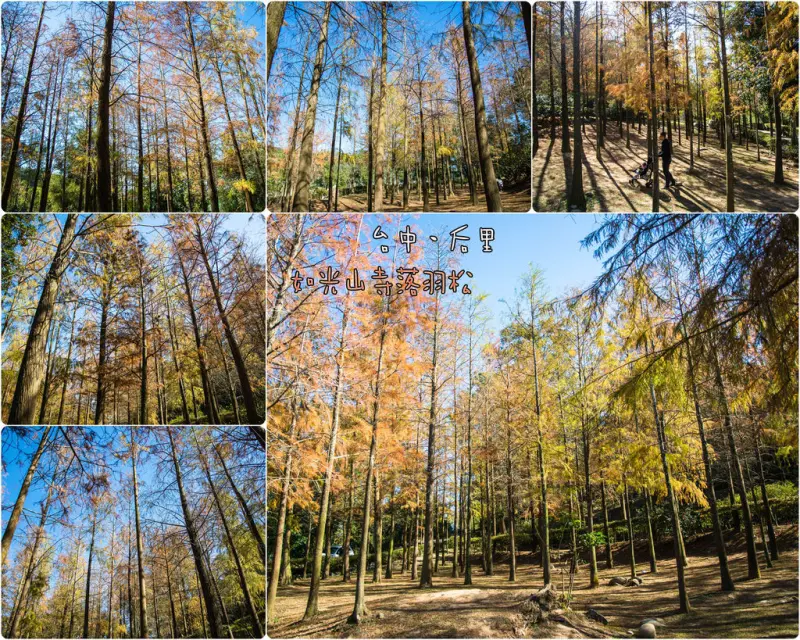 Taichung｜台中‧后里｜寧靜悠閒、光影交織，如光山寺落羽松林
