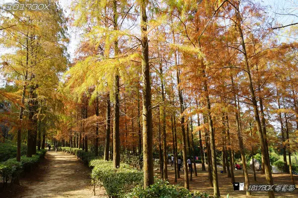 【台中。后里】泰安落羽松秘境。如光山寺落羽松池杉林轉紅了