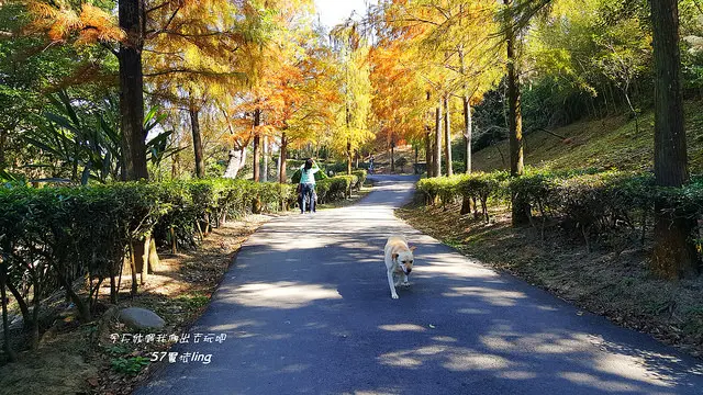 賞落雨松在如光山寺。泰安鄉間內另一種不同的寧靜美