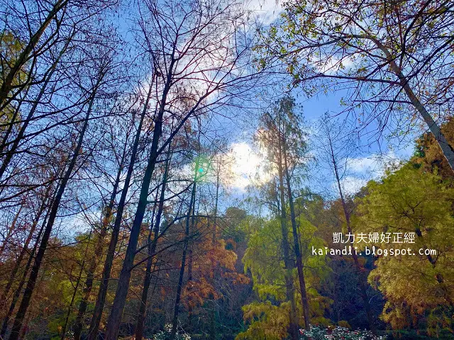 【苗栗輕旅行】落羽松秘境｜彷彿來到國外美境，網美拍照打卡熱點。
