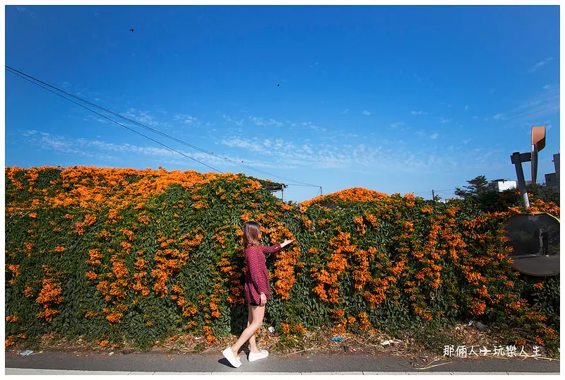 『彰化-溪湖』庄腳人的秘景🌸炮仗花🌸