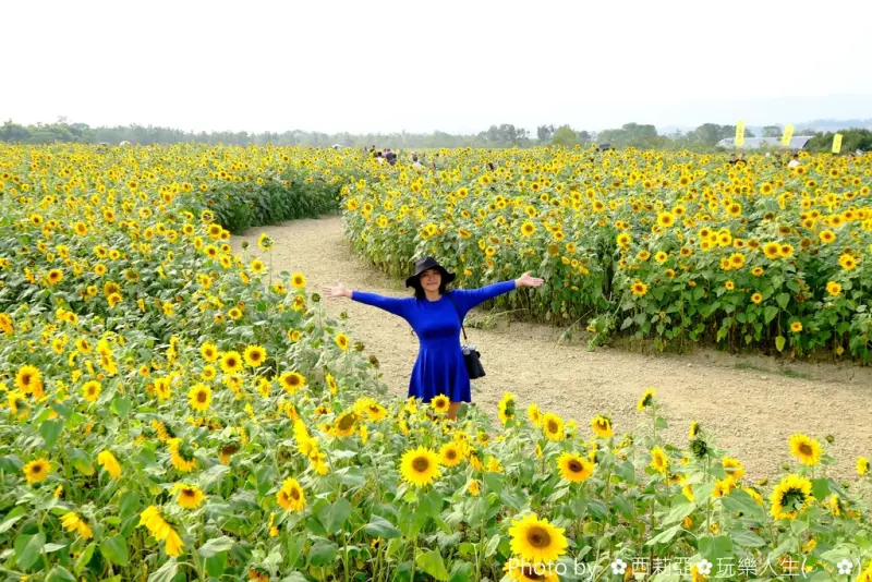 【高雄。杉林區】激推！難得遇見『全國最大向日葵花海迷宮』，大家一定要把握賞花時機，這裡有著閃亮金黃色畫面等著旅人去探尋！(賞花日期：106/1/30)