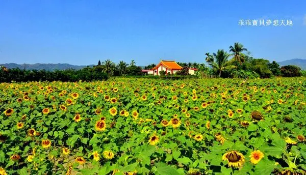 【杉林 / 賞花】2019杉林花海節 - 葵花迷宮城。餵羊趣。葫蘆藝術