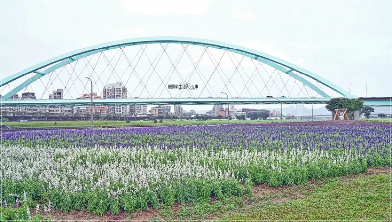 【台北景點】彩虹橋河濱公園／捷運松山站～夢幻花海浪漫登場，木製鞦韆或月亮造型座椅，彷彿置身在仙界雲霧中