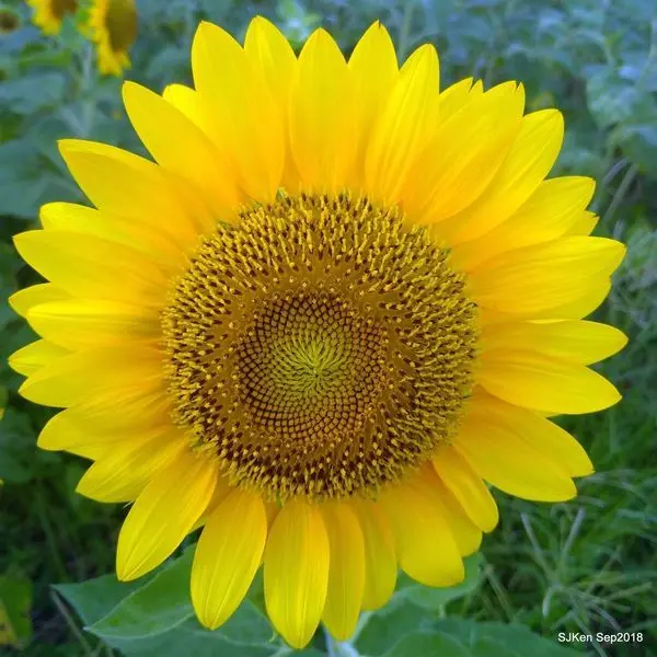 2018「台北彩虹河濱公園向日葵花田」--- 2千坪花海美不勝收，23萬株向日葵數大就是美!