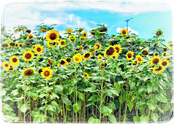 ((賞花日))彩虹河濱公園。向日葵花海。捷運松山站。內湖。期間限定。向著陽光的熱情因子，23萬株向日葵百花齊放