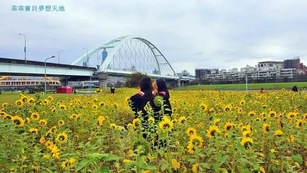 【內湖 / 花海 】彩虹河濱公園。冬天裡的小太陽 好耀眼!!