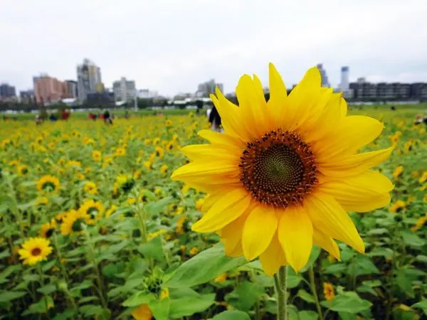 *台北景點*彩虹河濱公園，向日葵花海陸續盛開，免費拍到爽!