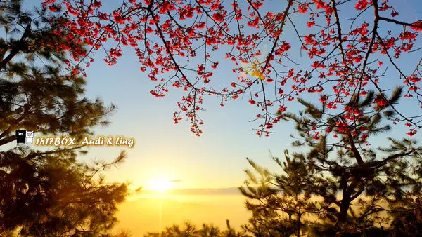 【苗栗。獅潭】賞櫻秘境追追追。蓮台山妙音淨苑。落日雲海。櫻花。梅花。桃花。松林。私房景點