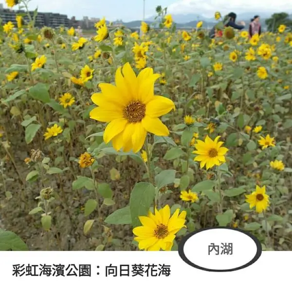 內湖｜向日葵花海｜彩虹河濱公園