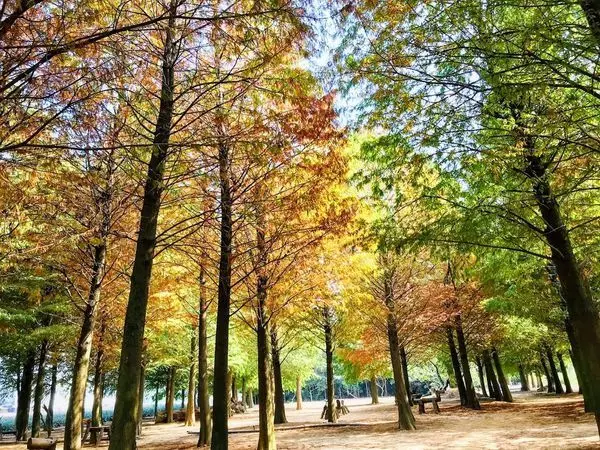 南投落羽松秘境│中部最夢幻落羽松森林│八卦路上大馬路旁輕鬆到達│微熱山丘南投三合院│2019/10/25最新松紅