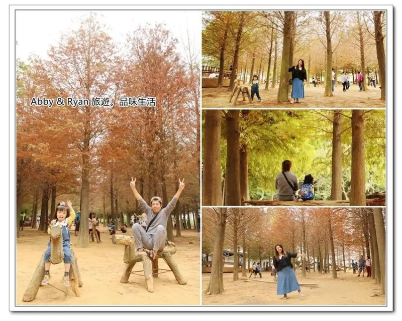 【南投落羽松】南投市落羽松~紅綠交錯的夢幻場景。139縣道落羽松紅了！