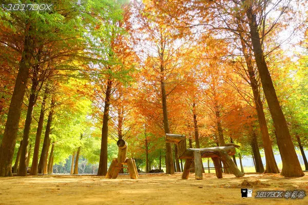 【南投市】天涼好個秋。139縣道。南投落羽松林。紅綠黃交織唯美畫面