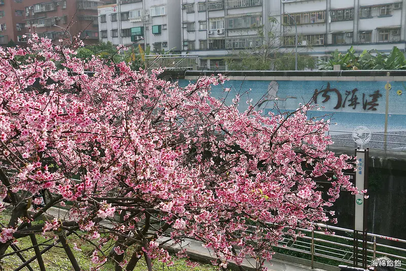 2019樂活夜櫻季1/27~2/17『東湖內溝溪樂活公園櫻花林』台北賞櫻，3公里櫻花步道，櫻花從早看到晚！交通方式(捷運東湖站)(更新2019/02/10花況)