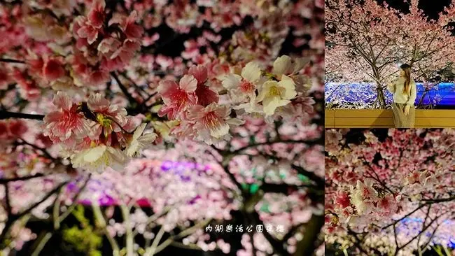 台北賞櫻花景點 ▶ 2021內湖樂活公園夜櫻 ▶ 浪漫夜櫻 隱身市區裡賞櫻勝地、內湖最美櫻花 2021最新花況!
