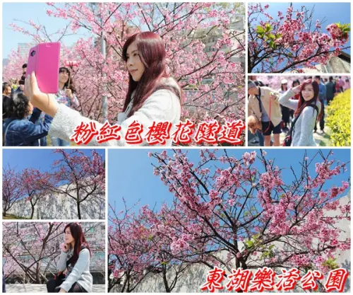 【台北景點】東湖樂活公園/粉紅色隧道/寒櫻大盛開/賞櫻的熱搜景點        
      